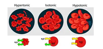 Platelet activation