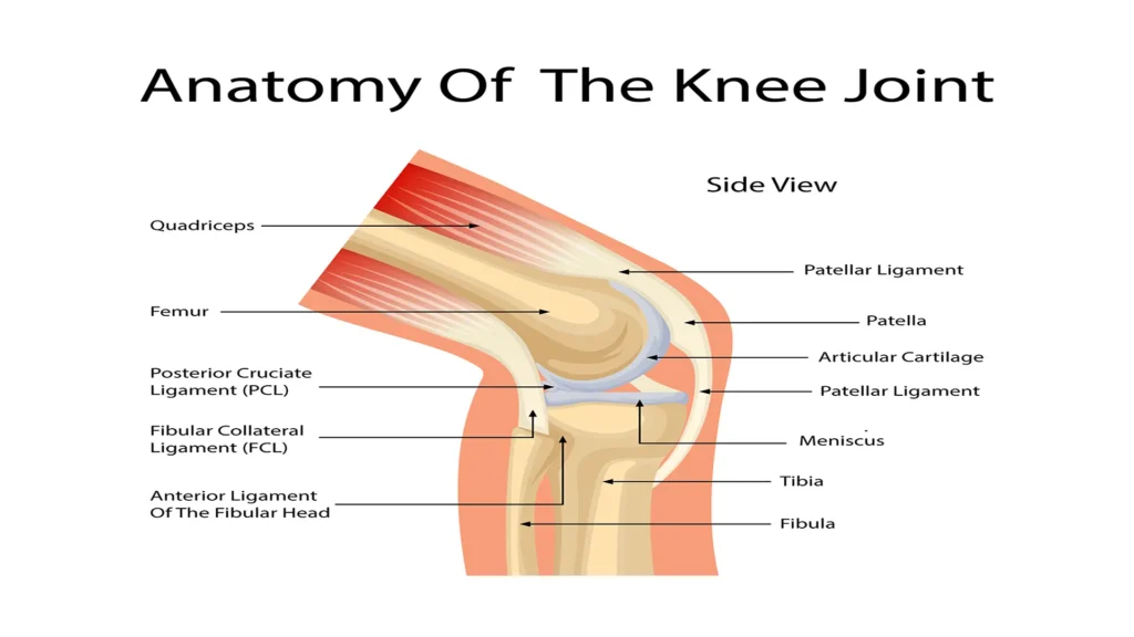 knee joint 1